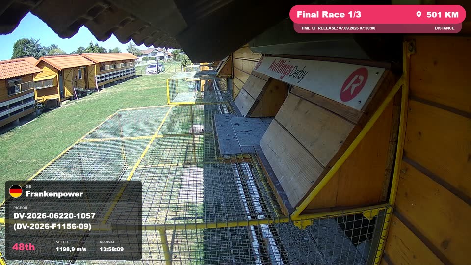 Pigeon Arrival Image For Race Final Race 1/3