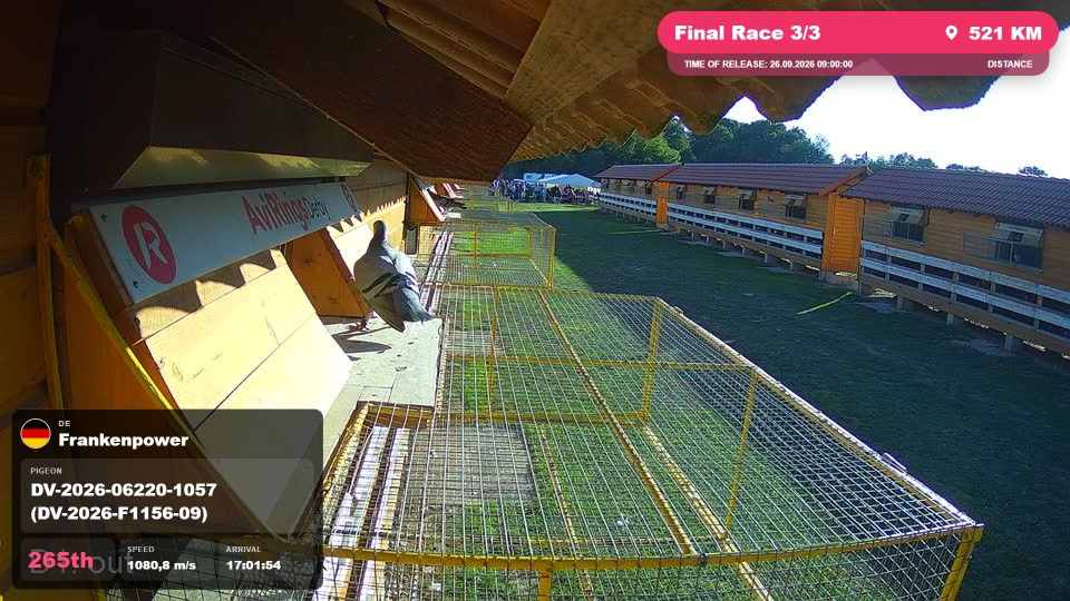 Pigeon Arrival Image For Race Final Race 3/3