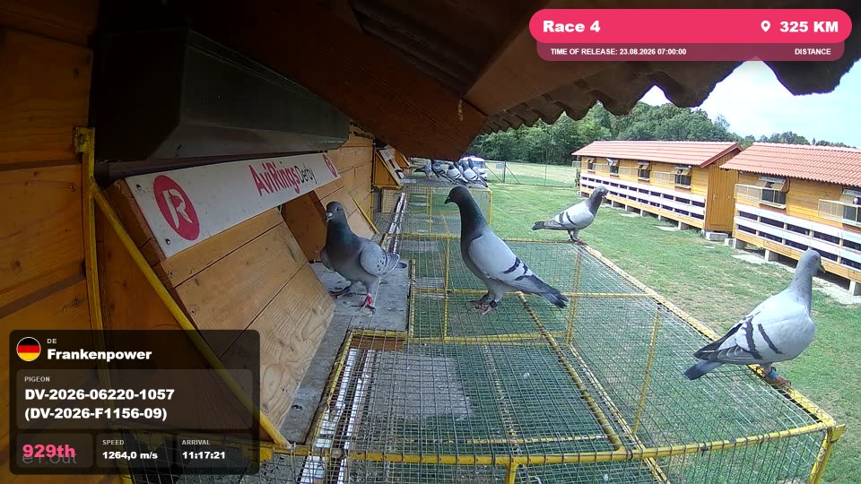 Pigeon Arrival Image For Race Race 4