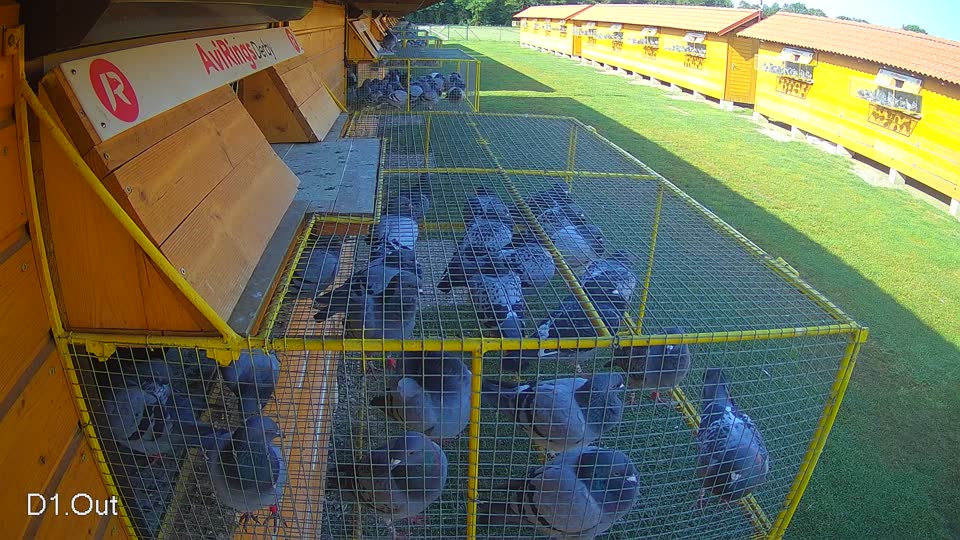 Pigeon Arrival Image For Race Race 3