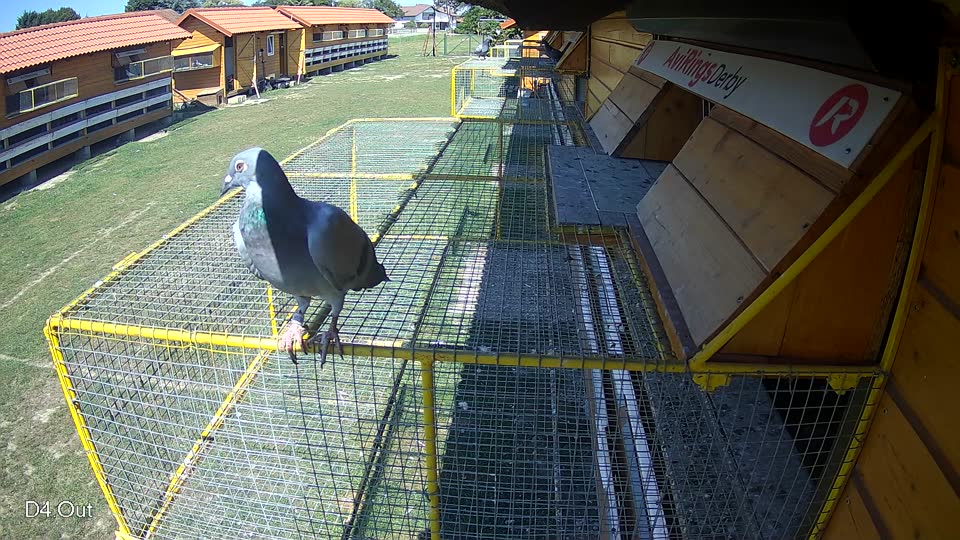Pigeon Arrival Image For Race Race 5