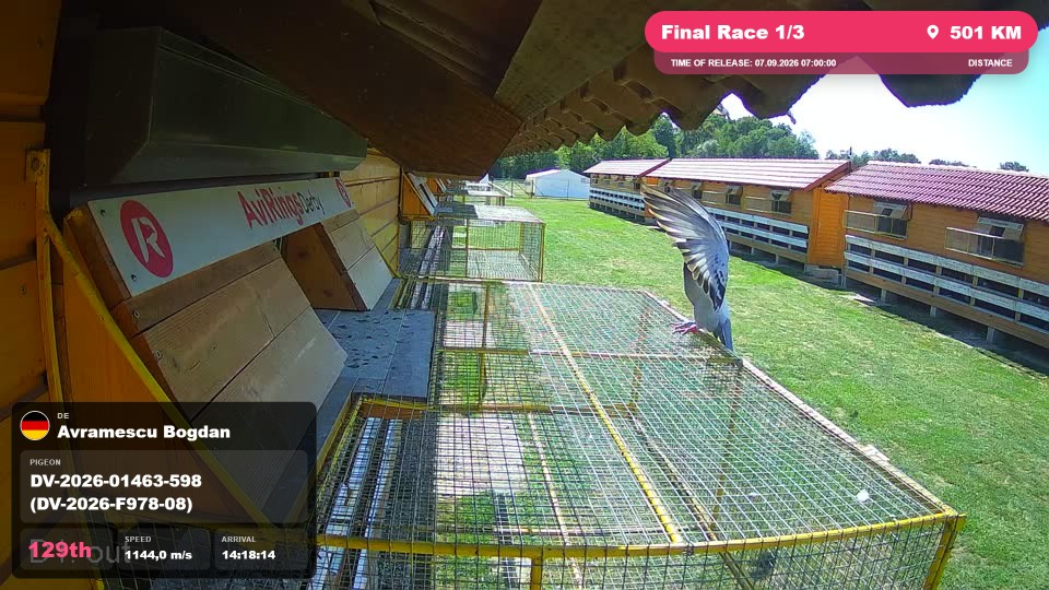Pigeon Arrival Image For Race Final Race 1/3