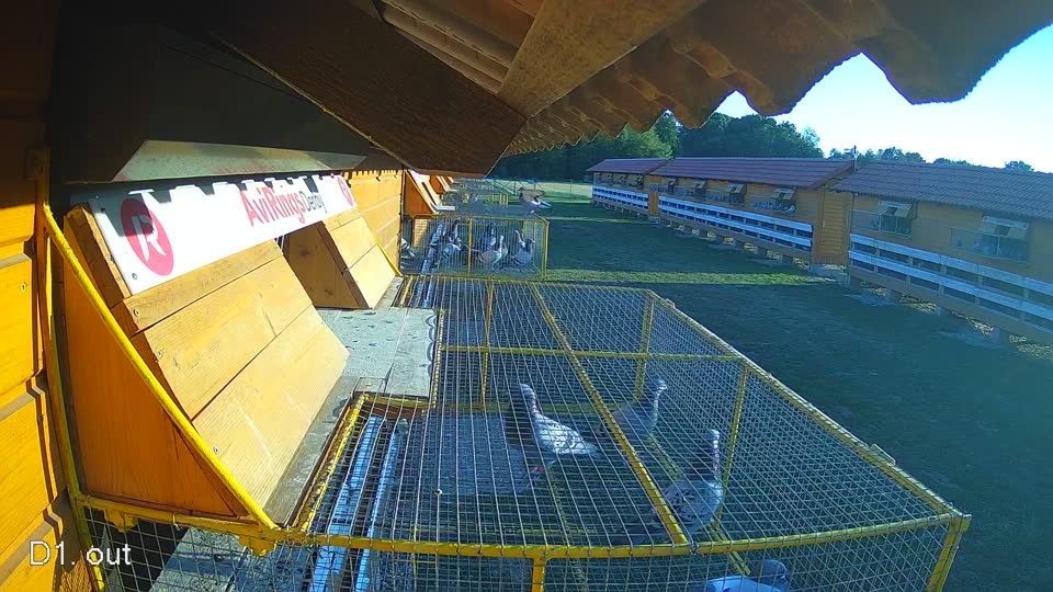 Pigeon Arrival Image For Race Race 2