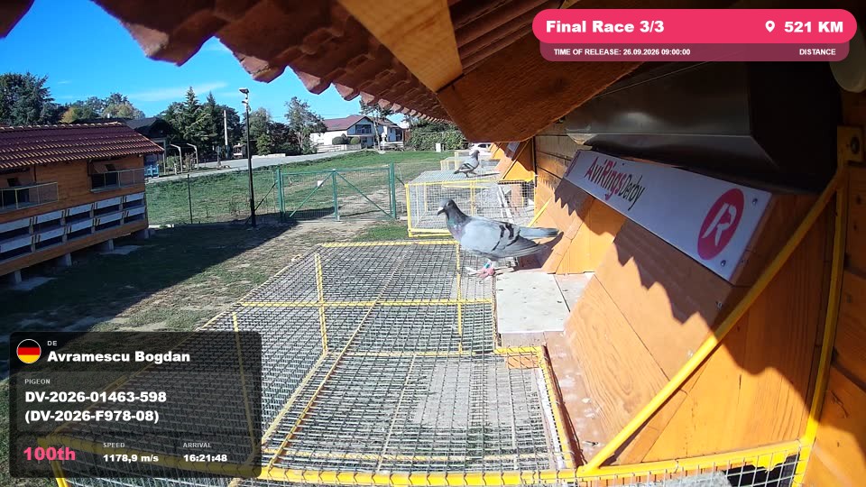 Pigeon Arrival Image For Race Final Race 3/3