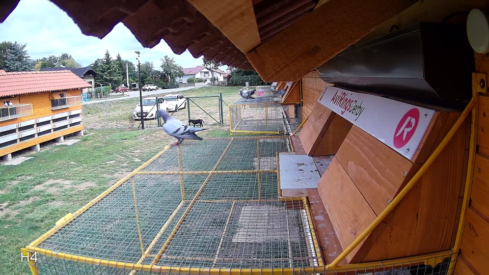 Pigeon Arrival Image For Race Race 4
