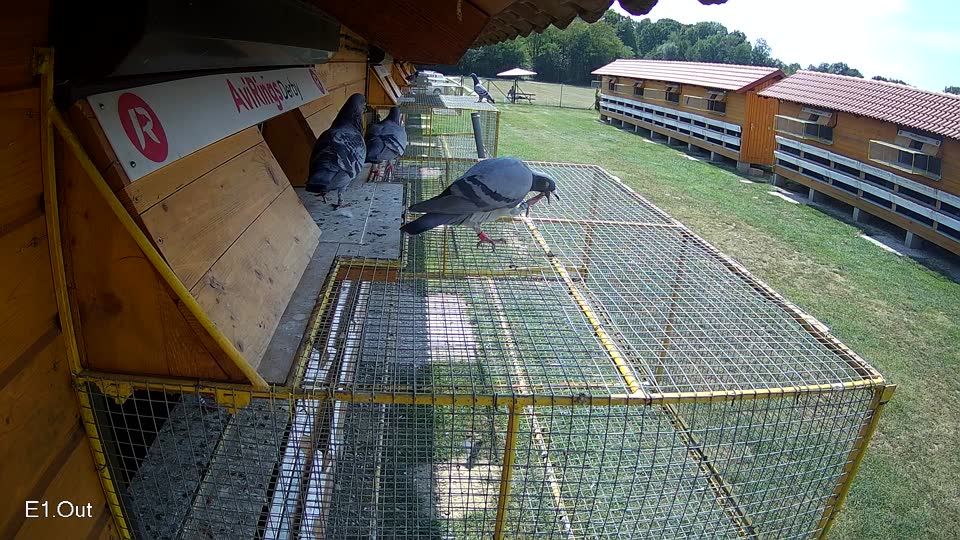 Pigeon Arrival Image For Race Race 4