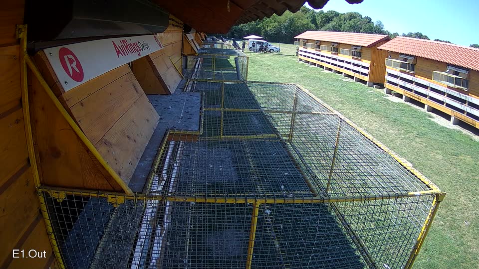 Pigeon Arrival Image For Race Race 5
