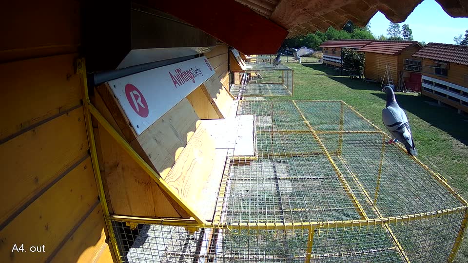 Pigeon Arrival Image For Race Race 2