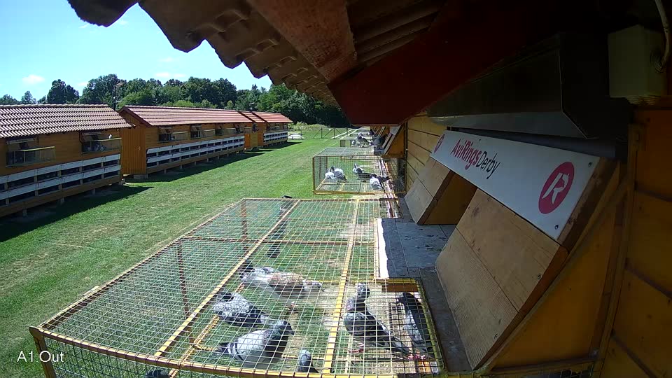 Pigeon Arrival Image For Race Race 2