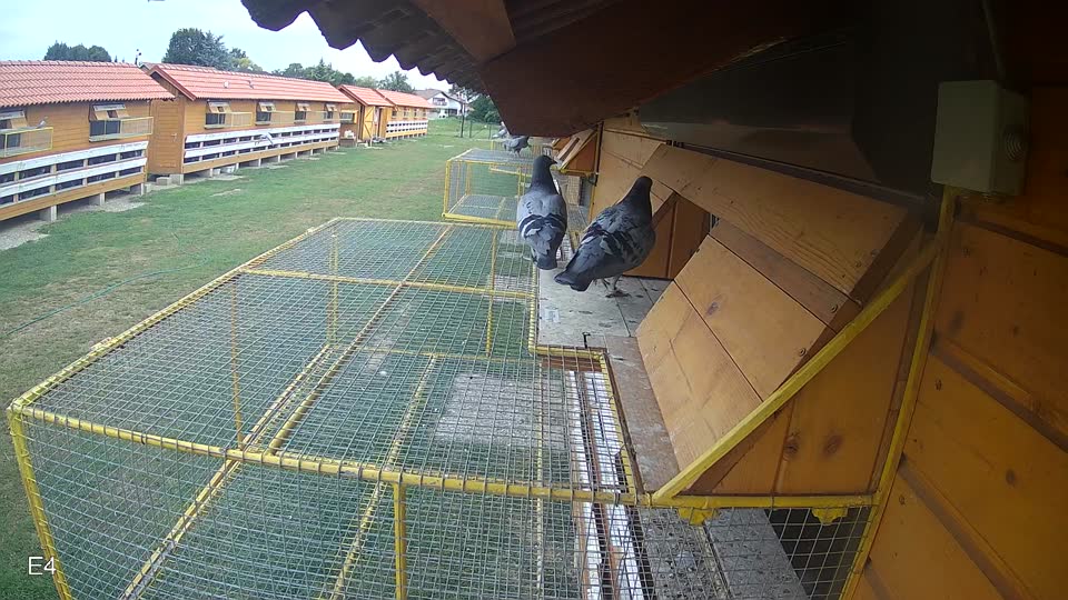 Pigeon Arrival Image For Race Race 3