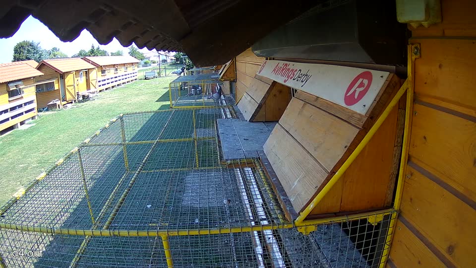 Pigeon Arrival Image For Race Race 1