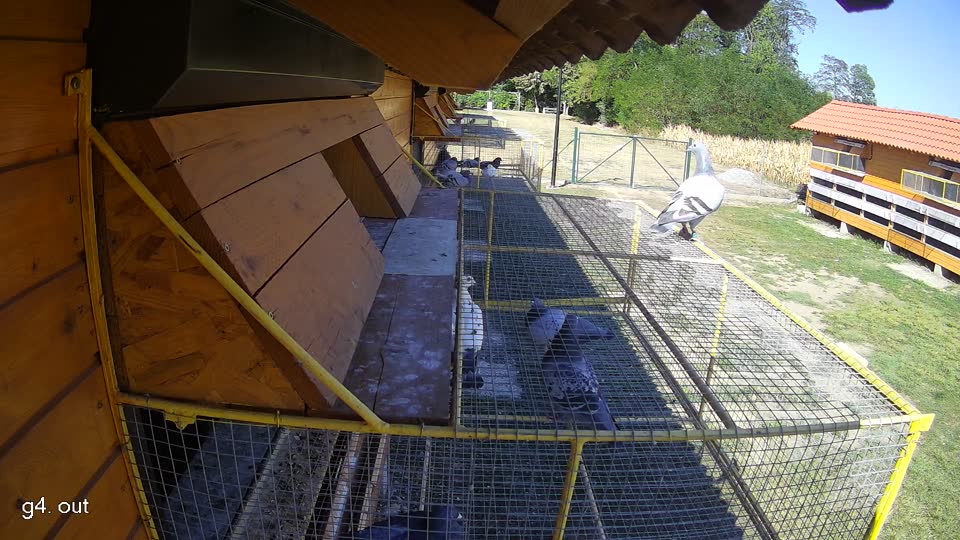Pigeon Arrival Image For Race Race 3