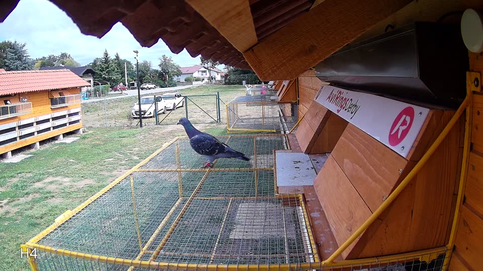 Pigeon Arrival Image For Race Race 4