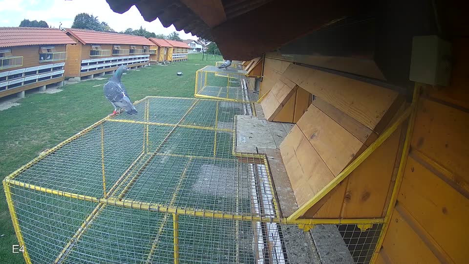 Pigeon Arrival Image For Race Race 6