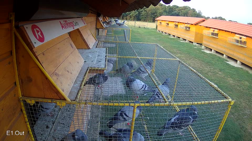 Pigeon Arrival Image For Race Race 4