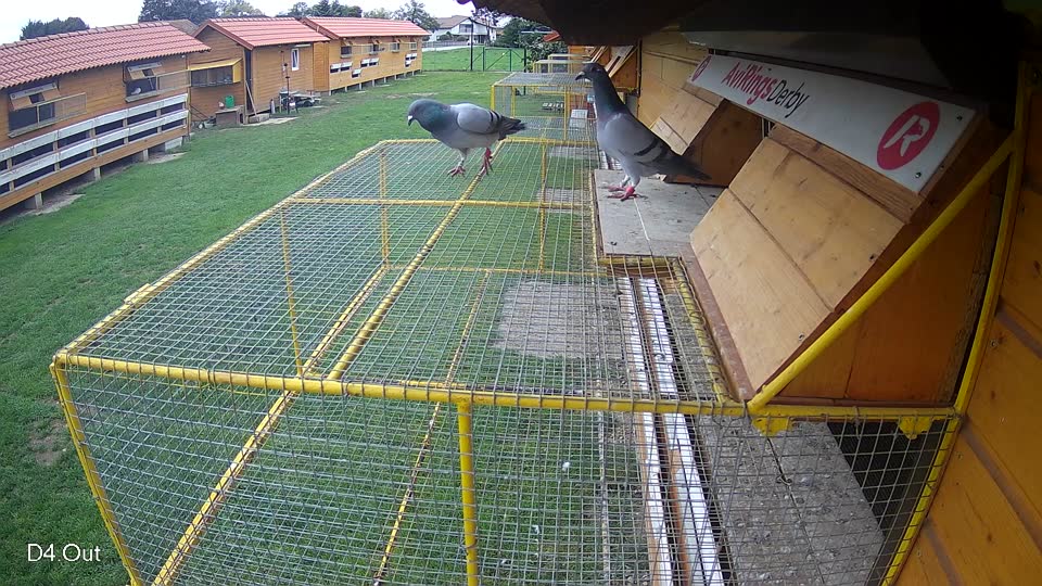 Pigeon Arrival Image For Race Final race 2
