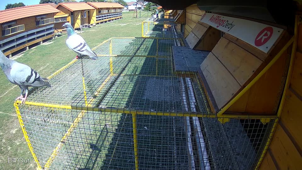 Pigeon Arrival Image For Race Race 5
