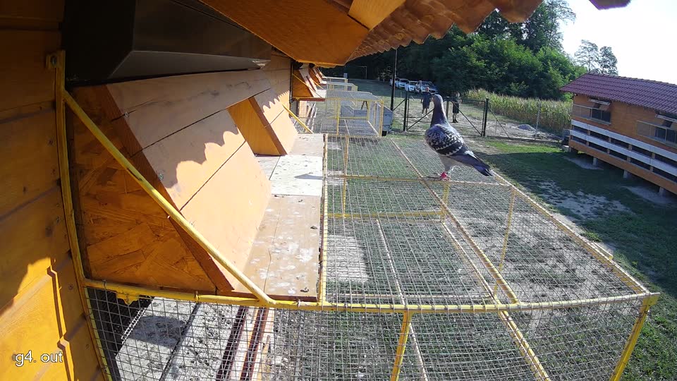 Pigeon Arrival Image For Race Race 1