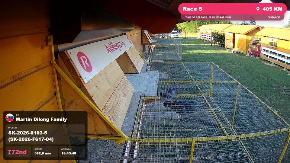Pigeon Arrival Image For Race Race 5