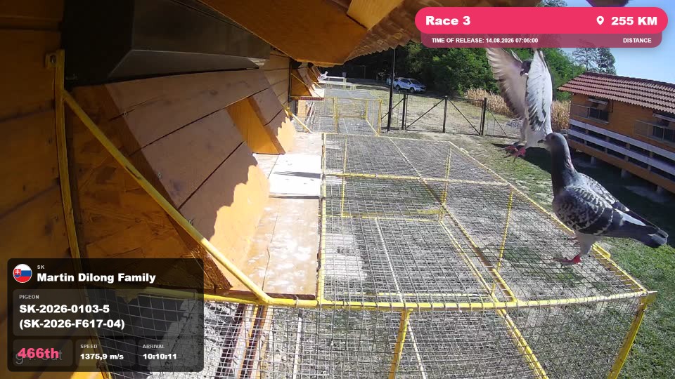 Pigeon Arrival Image For Race Race 3