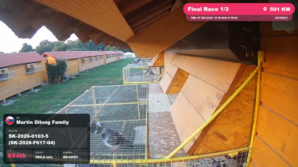 Pigeon Arrival Image For Race Final Race 1/3