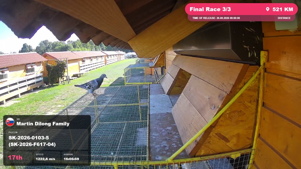 Pigeon Arrival Image For Race Final Race 3/3