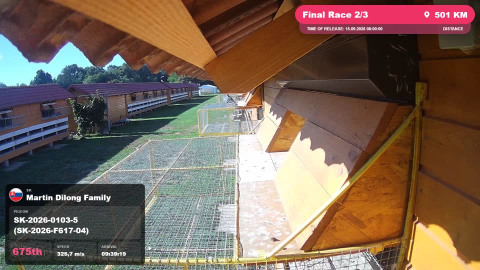 Pigeon Arrival Image For Race Final Race 2/3