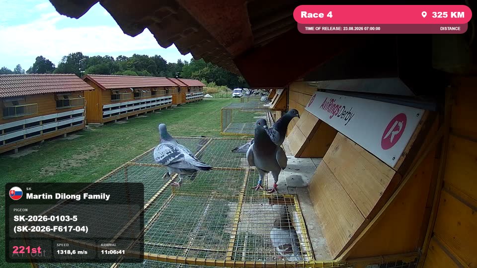 Pigeon Arrival Image For Race Race 4