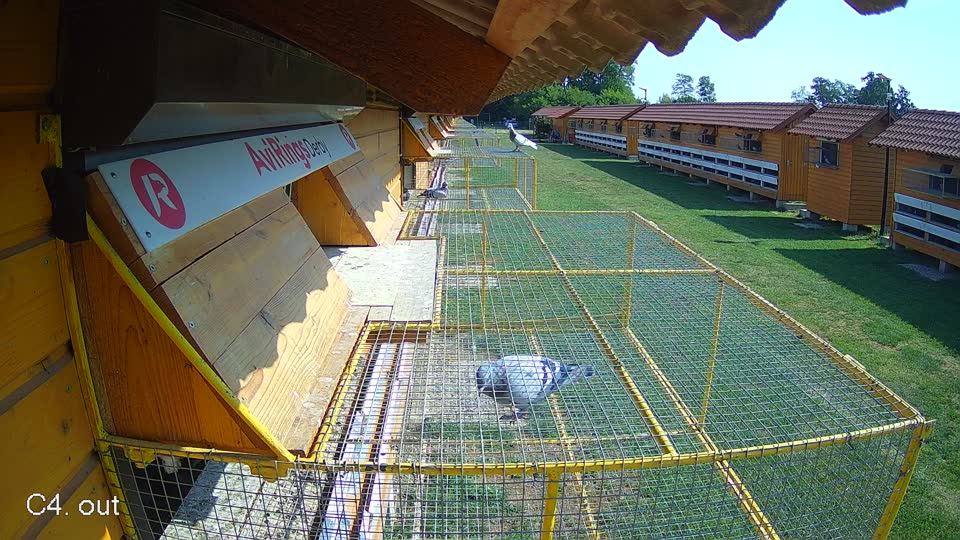 Pigeon Arrival Image For Race Race 1