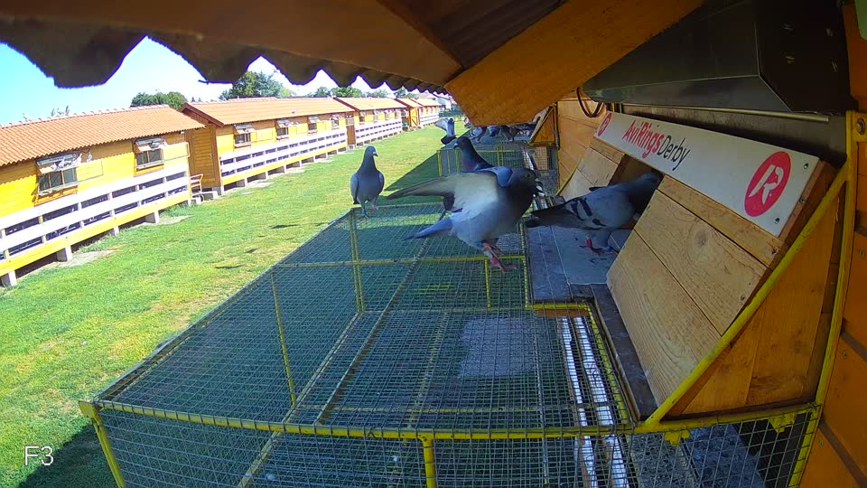 Pigeon Arrival Image For Race Race 2