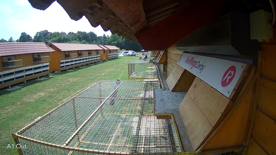 Pigeon Arrival Image For Race Race 4