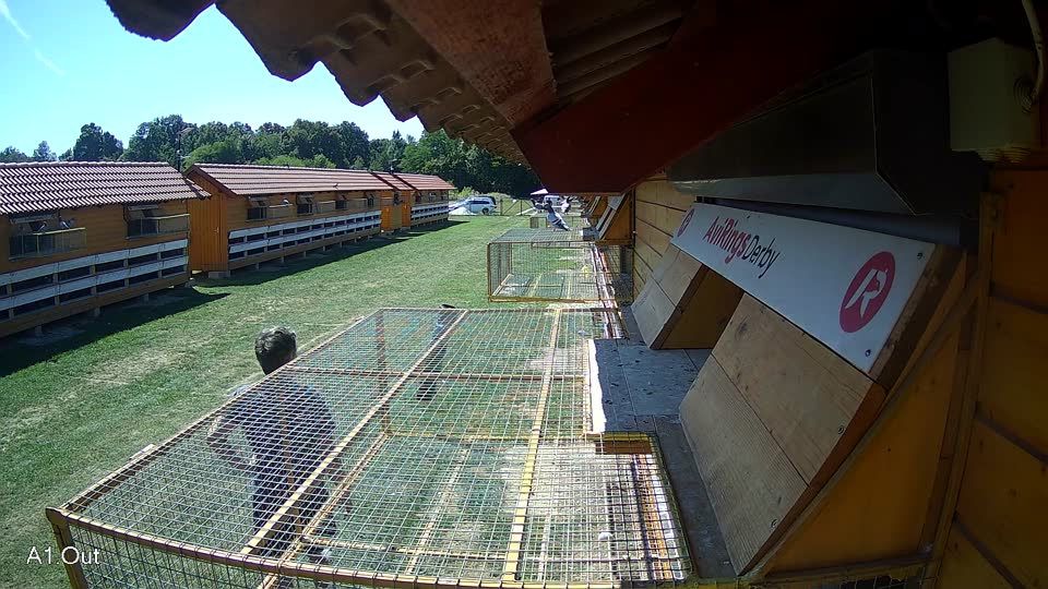 Pigeon Arrival Image For Race Race 5