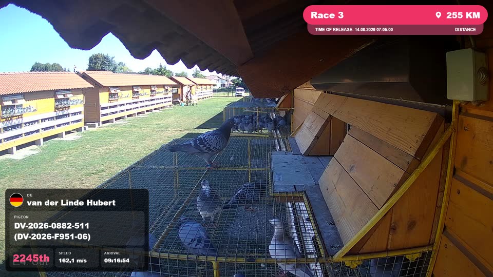 Pigeon Arrival Image For Race Race 3