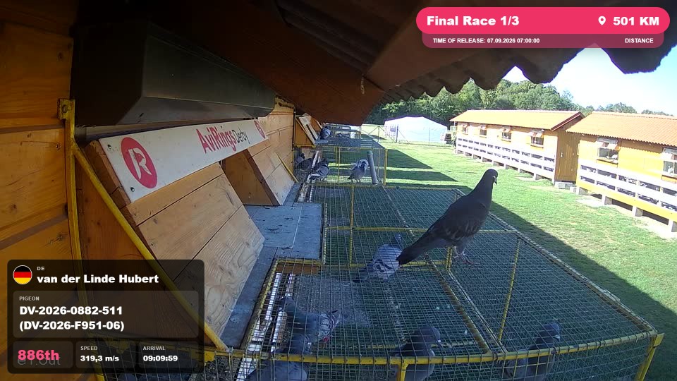 Pigeon Arrival Image For Race Final Race 1/3