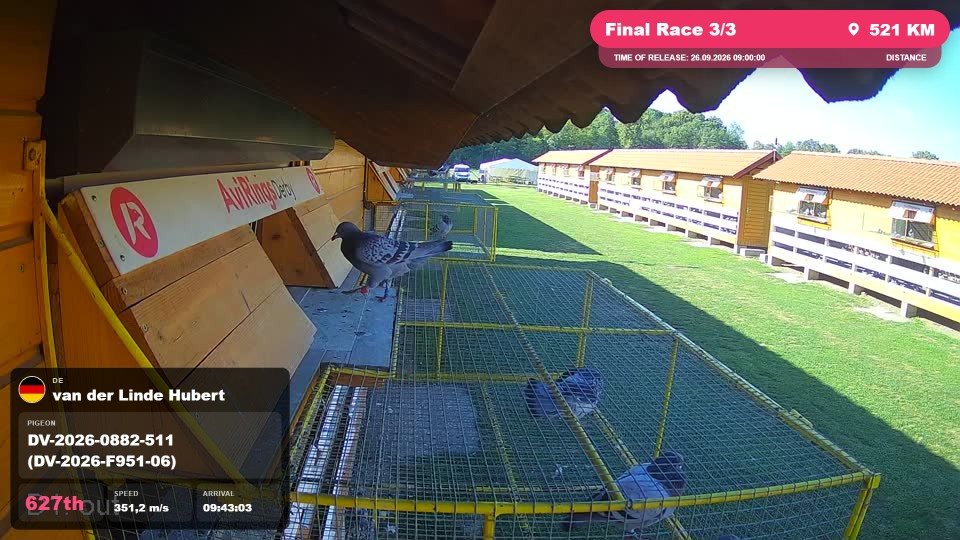 Pigeon Arrival Image For Race Final Race 3/3