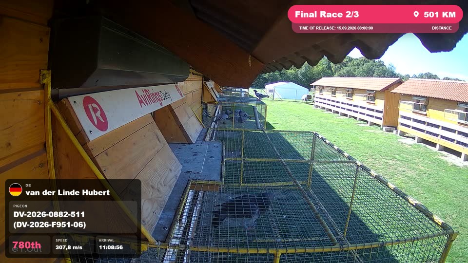 Pigeon Arrival Image For Race Final Race 2/3