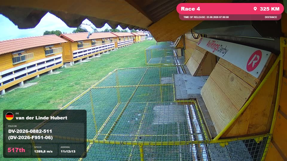 Pigeon Arrival Image For Race Race 4