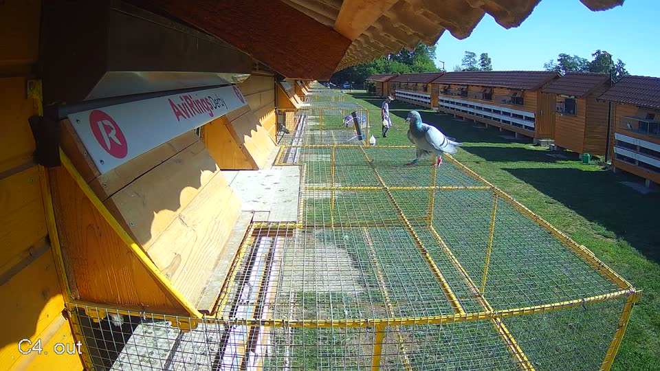 Pigeon Arrival Image For Race Race 5
