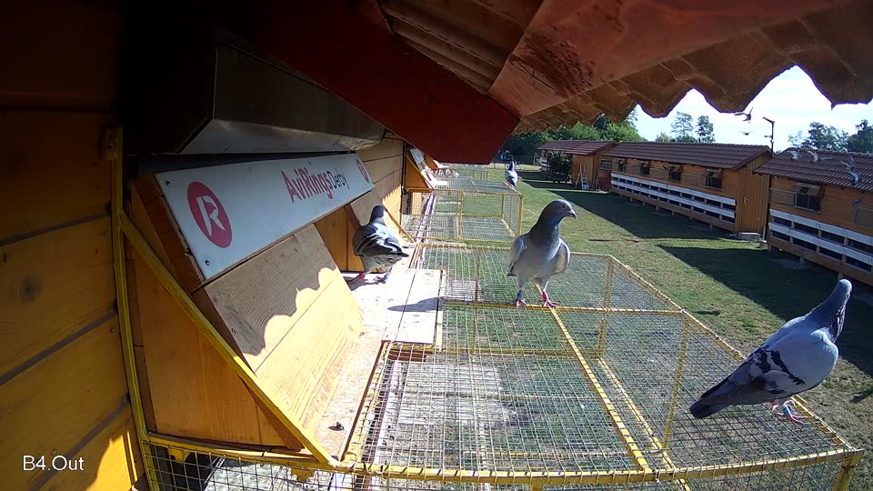 Pigeon Arrival Image For Race Race 2