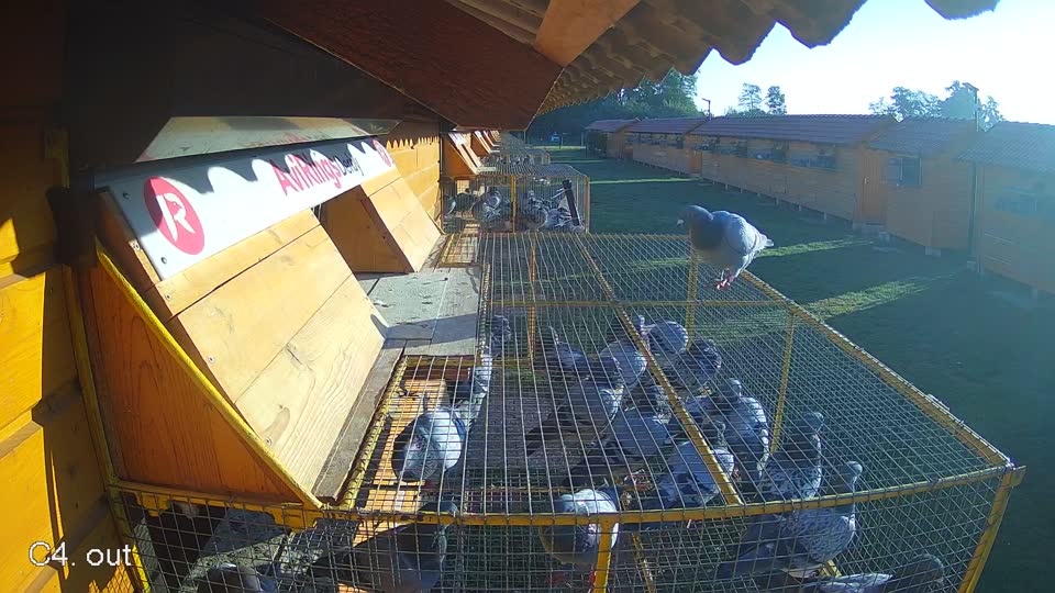 Pigeon Arrival Image For Race Race 4