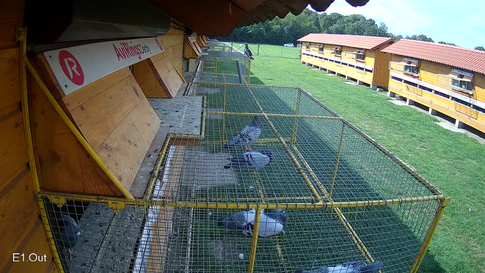 Pigeon Arrival Image For Race Final race 1