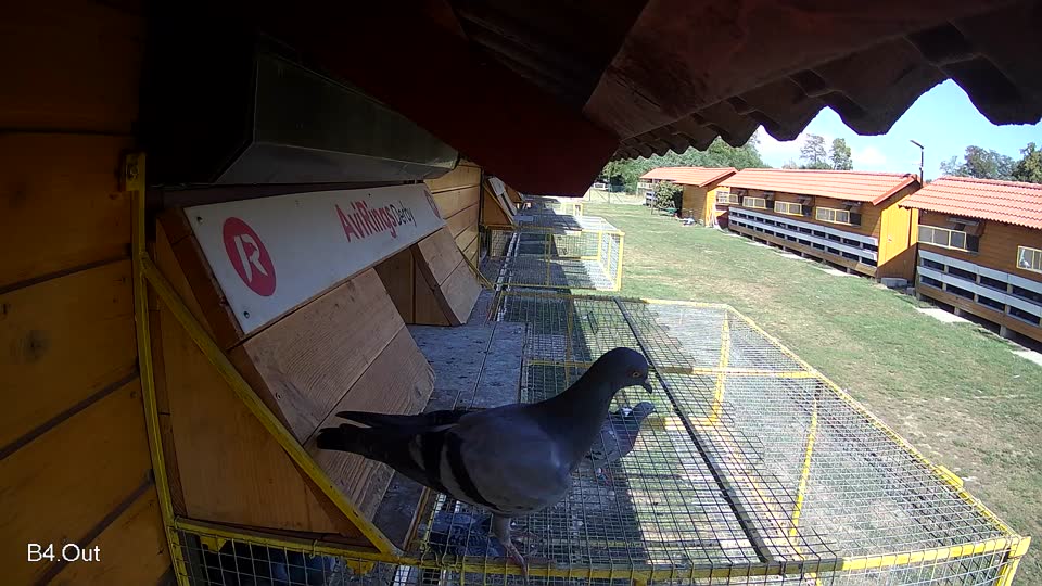 Pigeon Arrival Image For Race Race 5