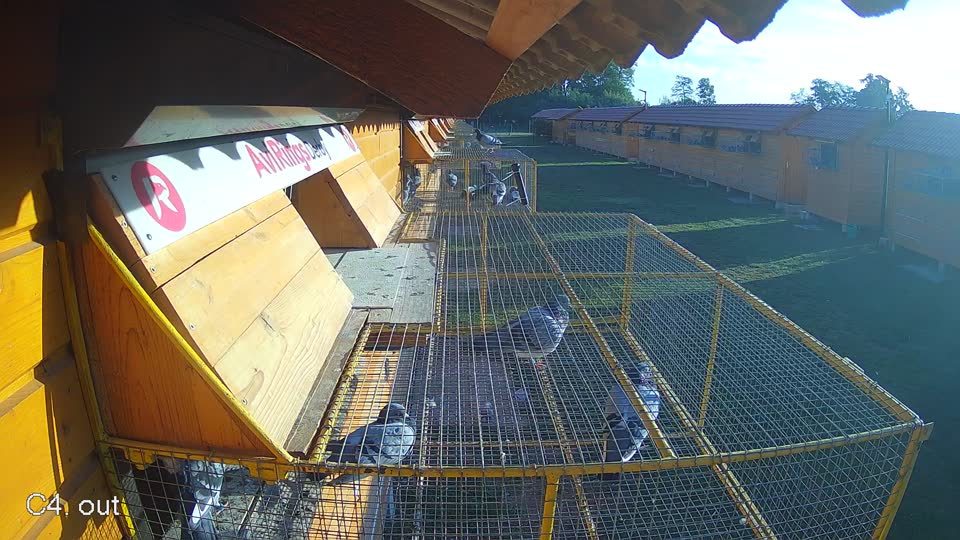 Pigeon Arrival Image For Race Race 5