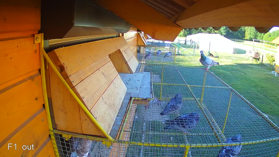 Pigeon Arrival Image For Race Final Race 1/3