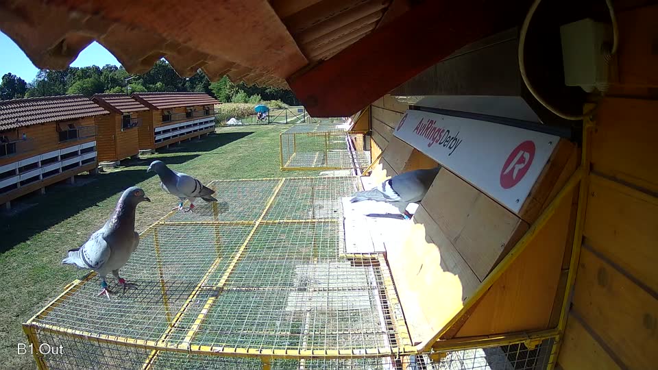 Pigeon Arrival Image For Race Race 3
