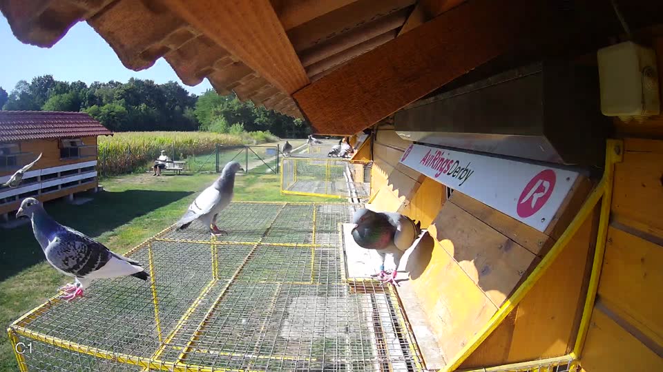 Pigeon Arrival Image For Race Race 2