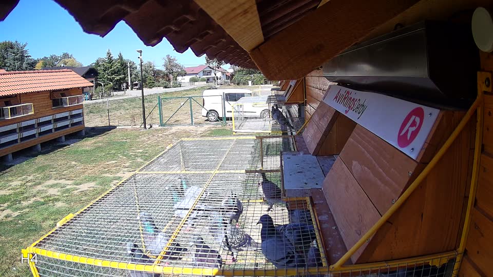 Pigeon Arrival Image For Race Final Race 1/3