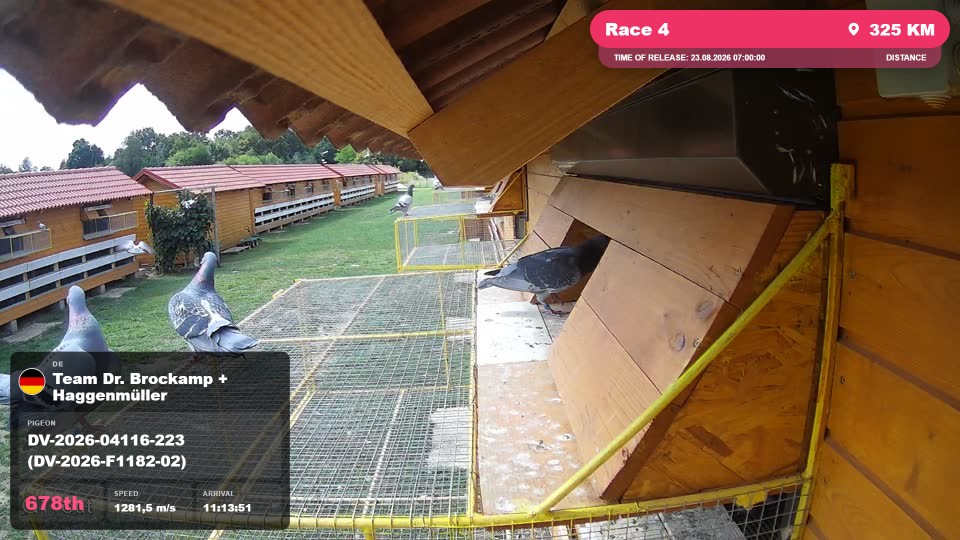 Pigeon Arrival Image For Race Race 4