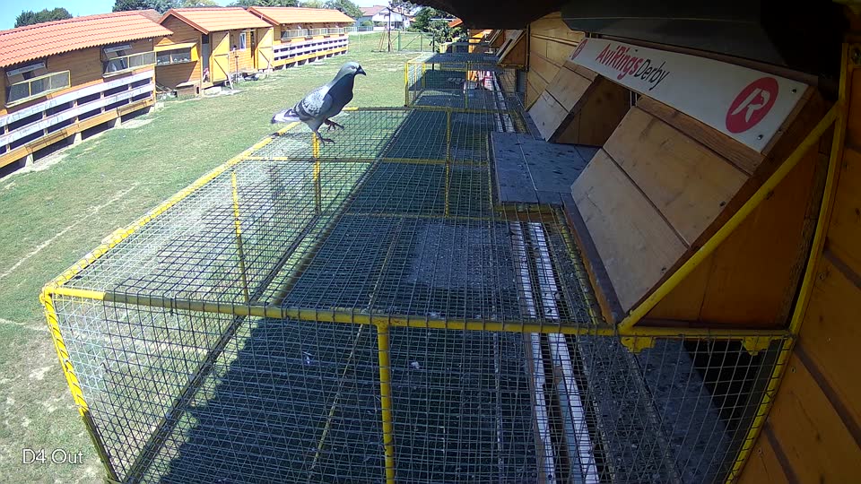 Pigeon Arrival Image For Race Race 5