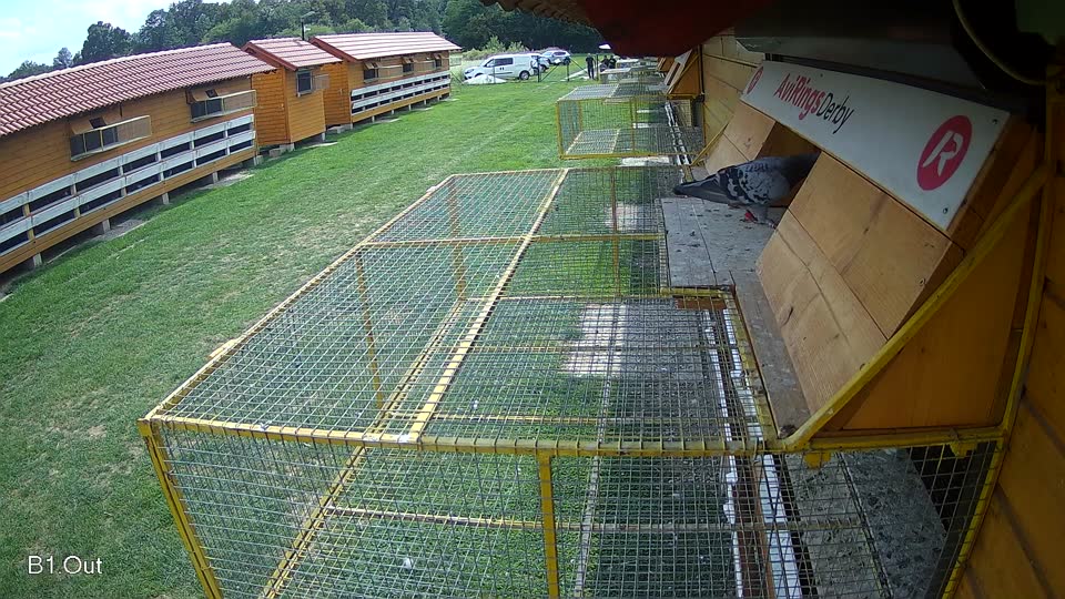 Pigeon Arrival Image For Race Race 6